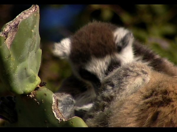 Lemur Street - Lemur Street