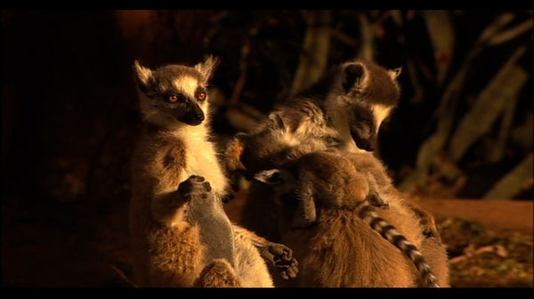Lemur Street - Lemur Street