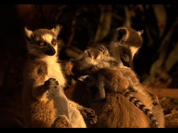 Lemur Street - Lemur Street