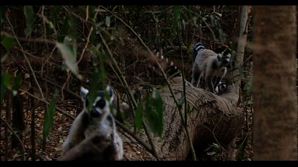 Lemur Street - Lemur Street