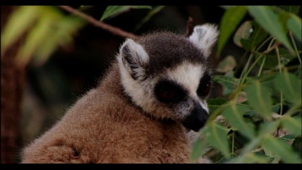 Lemur Street - Lemur Street