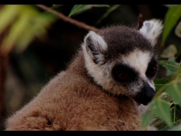 Lemur Street - Lemur Street