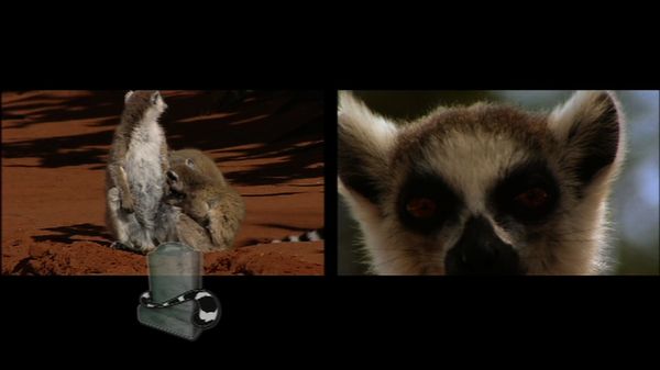 Lemur Street - Lemur Street