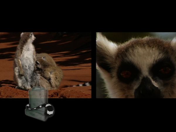 Lemur Street - Lemur Street