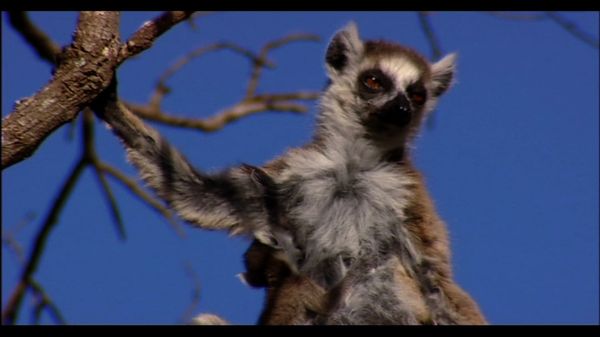 Lemur Street - Lemur Street