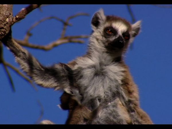 Lemur Street - Lemur Street