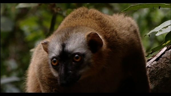 Lemur Street - Lemur Street