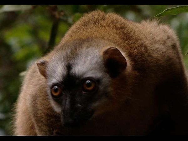 Lemur Street - Lemur Street