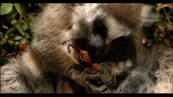 Lemur Street - Lemur Street
