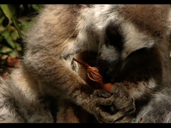 Lemur Street - Lemur Street