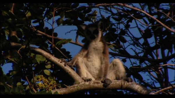 Lemur Street - Lemur Street