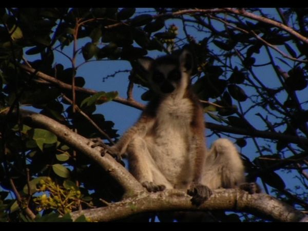 Lemur Street - Lemur Street