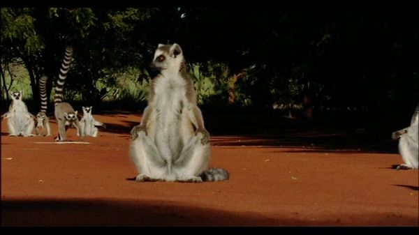 Lemur Street - Lemur Street