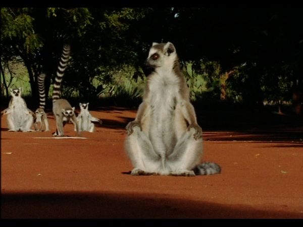 Lemur Street - Lemur Street