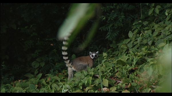 Lemur Street - Lemur Street