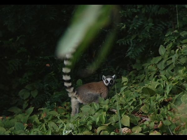 Lemur Street - Lemur Street