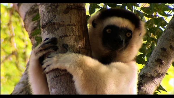 Lemur Street - Lemur Street