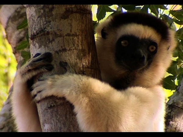 Lemur Street - Lemur Street