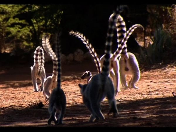 Lemur Street - Sleeping with the Enemy
