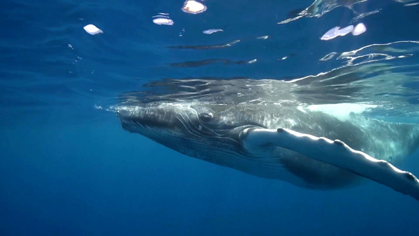 La naturaleza lo hace mejor - Whales