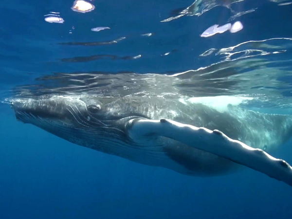 La naturaleza lo hace mejor - Whales