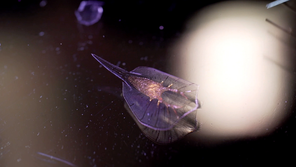 La naturaleza lo hace mejor - Biohybrid Design