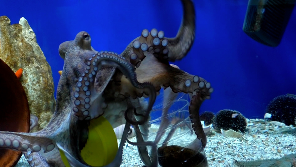 La naturaleza lo hace mejor - Sea Life Inspires