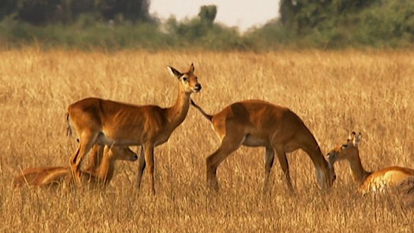 Animals Like Us - Animal Homosexuality