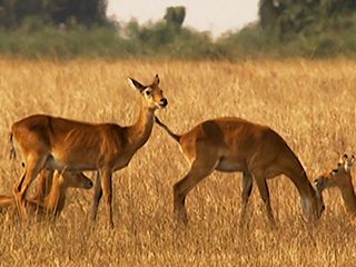 Animals Like Us - Animal Homosexuality