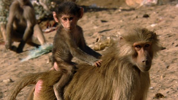 Animals Like Us - Animal Adoption