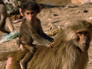 Animals Like Us - Animal Adoption