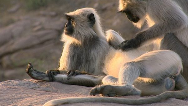 Animals Like Us - Animal Emotions