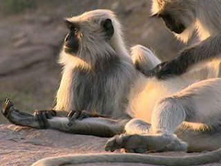 Animals Like Us - Animal Emotions