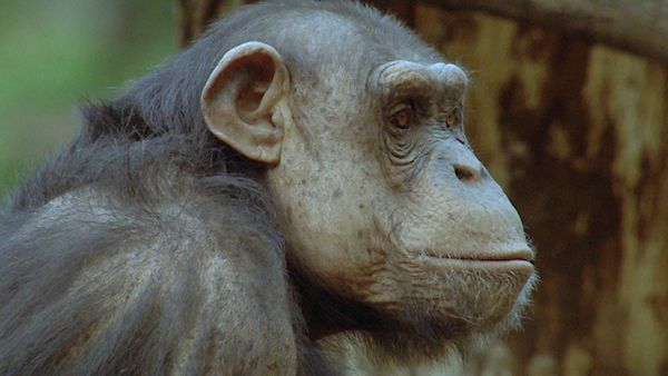Animals Like Us - Animal Politics
