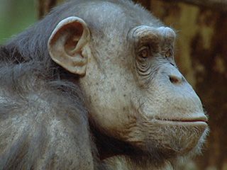 Animals Like Us - Animal Politics