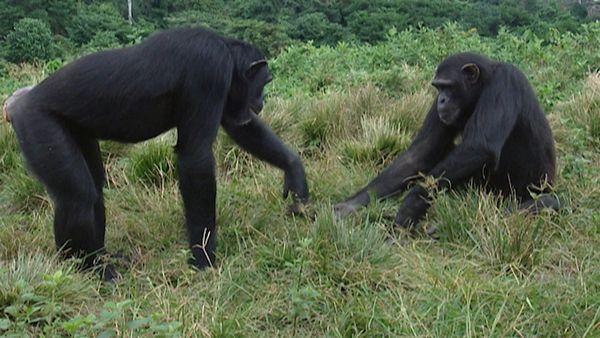Animals Like Us - Animal Play