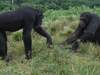 Animals Like Us - Animal Play