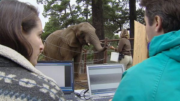 Animals Like Us - Animal Language