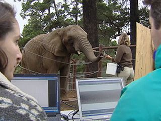 Animals Like Us - Animal Language