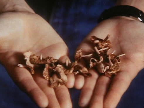 The Ray Bradbury Theater - Boys! Raise Giant Mushrooms in Your Cellar!