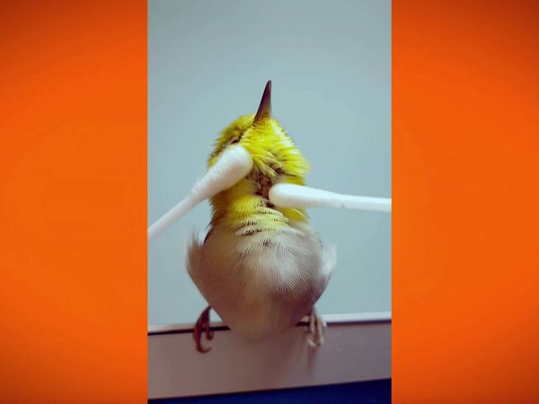 Most Ridiculous - Die verrücktesten Haustiere