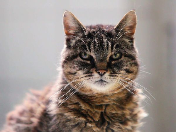 Most Ridiculous - Die verrücktesten Katzen