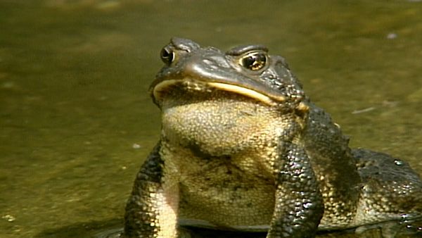Animal Science - Amazing Animals
