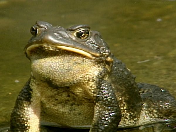 Animal Science - Amazing Animals