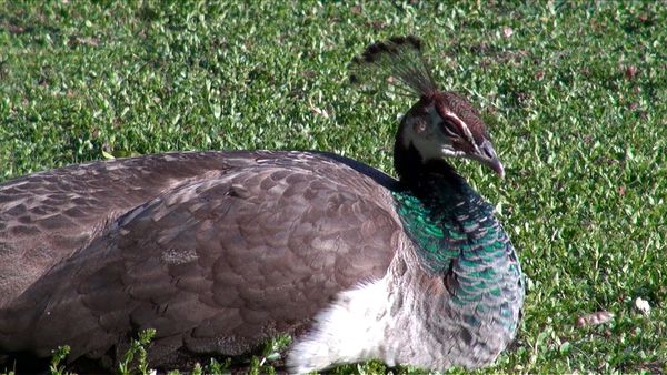 Animal Science - Awesome Animals