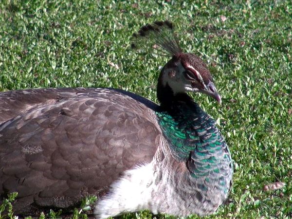 Animal Science - Awesome Animals