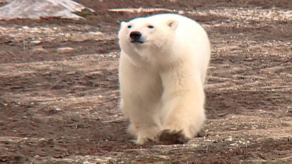 Animal Science - Unique Animals