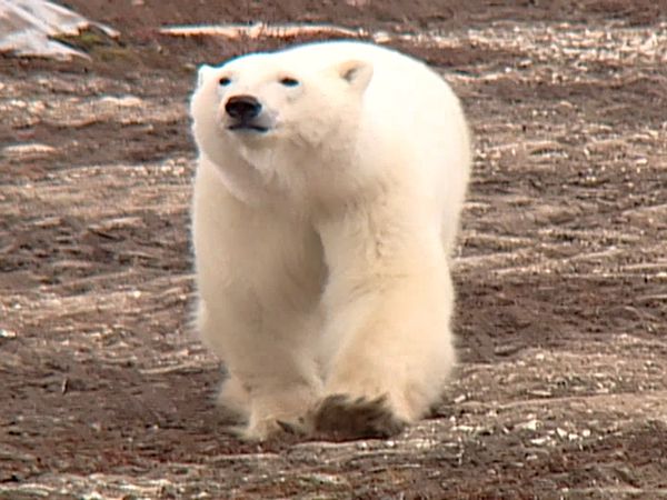 Animal Science - Unique Animals