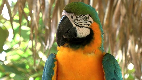 Animal Science - Extreme Animals