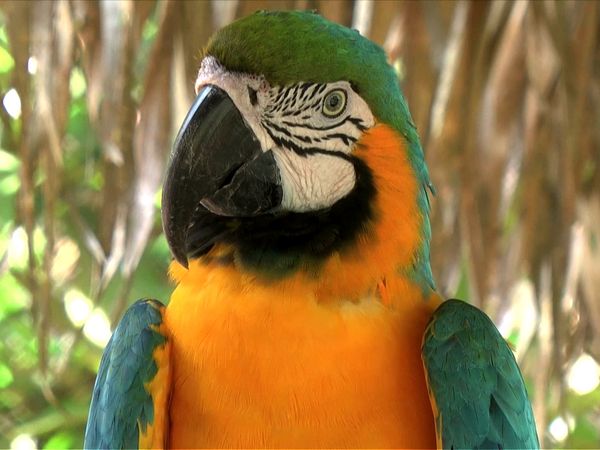 Animal Science - Extreme Animals